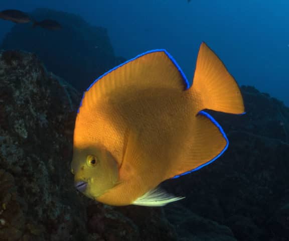 ocean friends, ocean, world oceans day, underwater wednesday, all fish faces