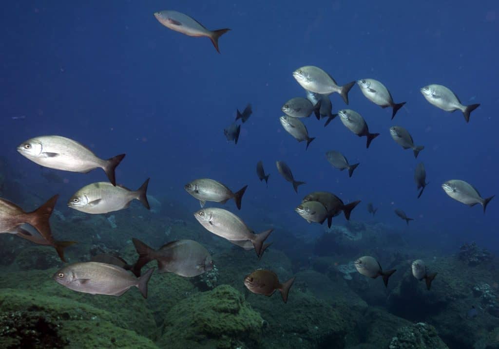 What Diving the Revillagigedos Archipelago Really Looks Like, Part Two