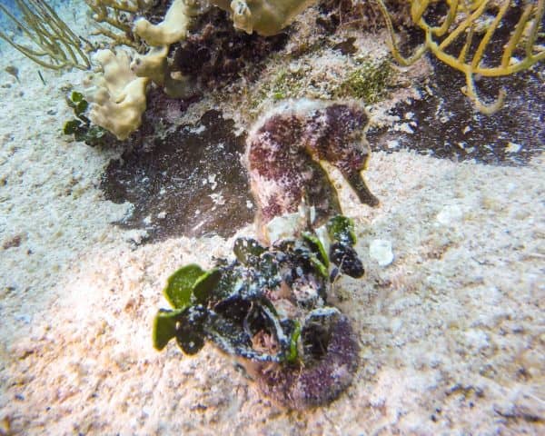 scuba diving in cozumel, scuba diving cozumel, cozumel scuba diving, cozumel snorkeling