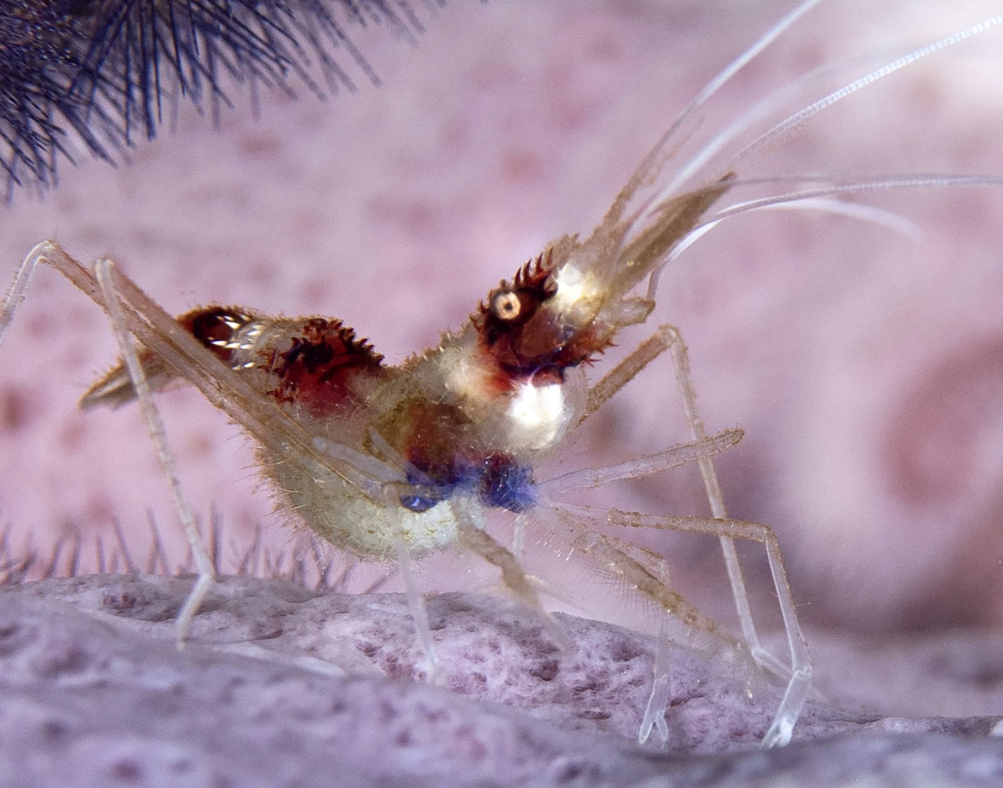 Fabulous Photo Friday The Cool Critters under the Sea and Ocean