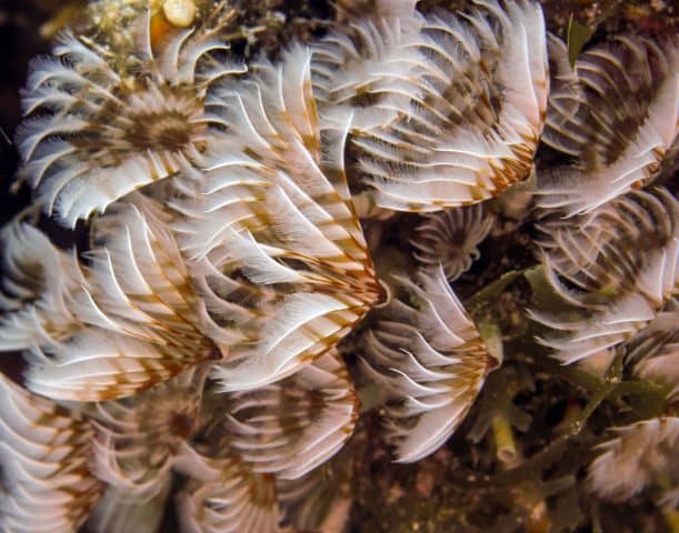 scuba diving in cozumel, scuba diving cozumel, cozumel scuba diving, cozumel snorkeling