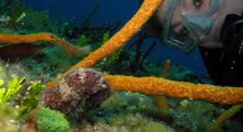 What a Great Combo! Yoga + Diving on Cozumel!