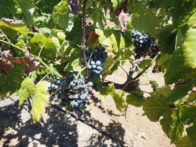 texas wine, texas hill country, harvest fest, fall creek vineyards, tow, harvest fest at fall creek, wine harvest