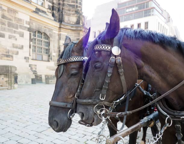 florence on the elbe, elbe river, dresden, viking cruises