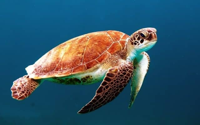 no planet b, planet B, ocean conservancy, big cats, manatees, rhino
