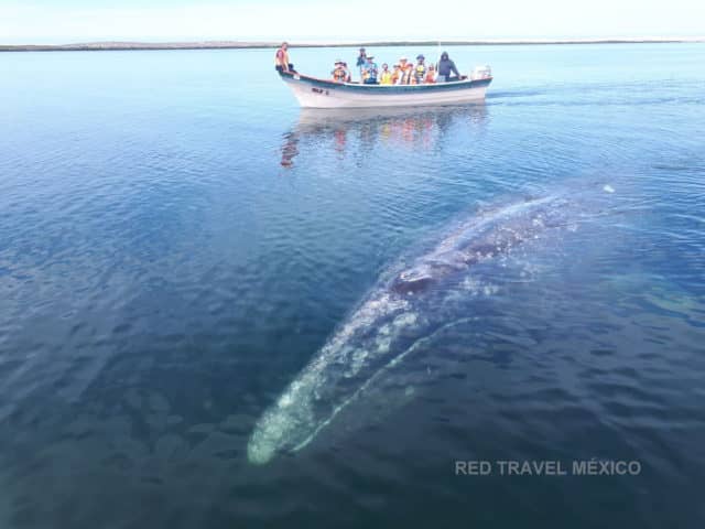 reds eco camp, eco camp, magdalena bay, baja, gray whales, whale sharks