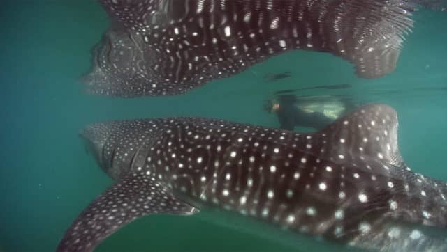la paz, magdalena bay, gray whales, la paz, whale shark, red travel mexico