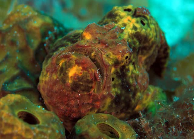 fabulous photo friday returns, fabulous photo friday, fish friends, cozumel
