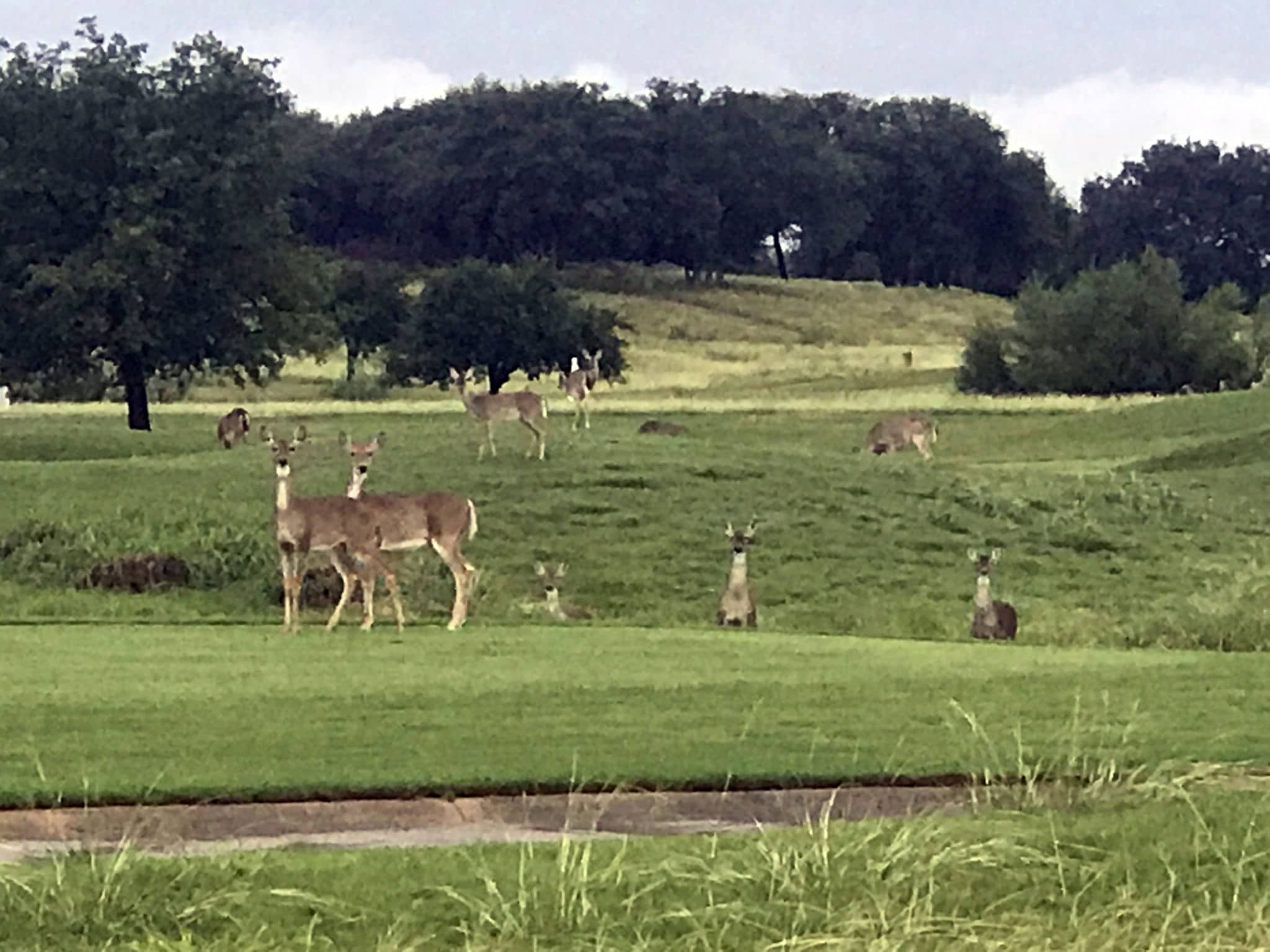 My Best Animal Encounters of 2018! TRAVELS WITH TAM