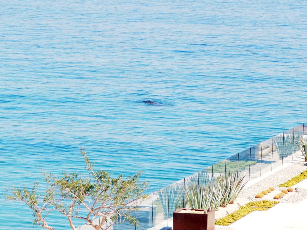 best All Inclusive Resorts in Cabo, Le Blanc Spa Resort All Inclusive, Los Cabos, Le Blanc spa resort