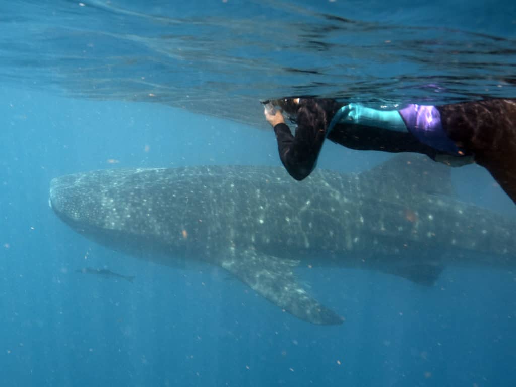 snorkel with whale sharks, swim with whale sharks, snorkel with whale sharks in la paz