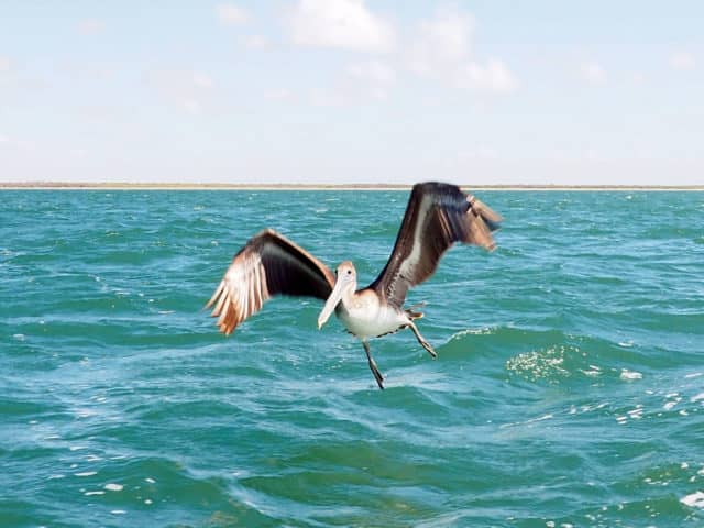 magdalena bay, eco camping, whale watching in magdalena bay, gray whale migration, magdalena bay baja, gray whales