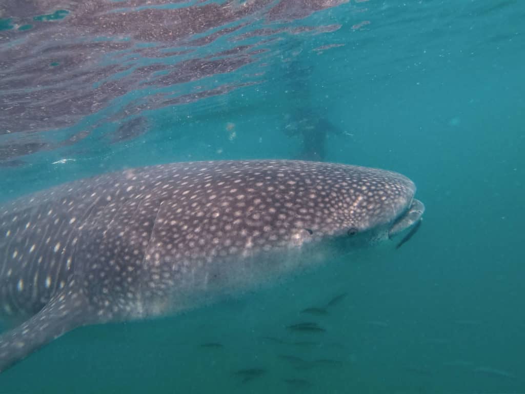 things to do in la paz mexico, la paz mexico, things to do, la paz, active things to do, red travel mexico