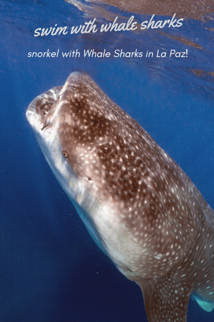 swim with whale sharks, snorkel with whale sharks in la paz