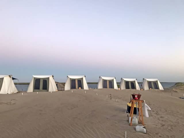 magdalena bay, eco camping, whale watching in magdalena bay, gray whale migration, magdalena bay baja, gray whales