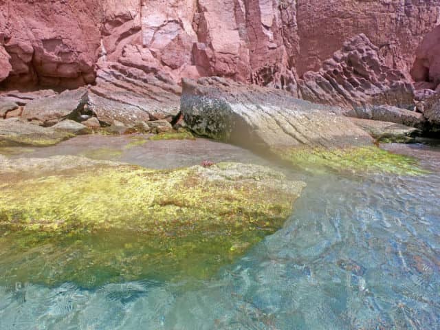 isla espiritu santo, los islotes, sea lions in La Paz, snorkeling in cabo