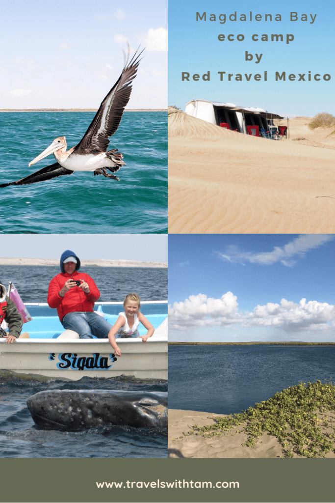 magdalena bay, eco camping, whale watching in magdalena bay, gray whale migration, magdalena bay baja, gray whales