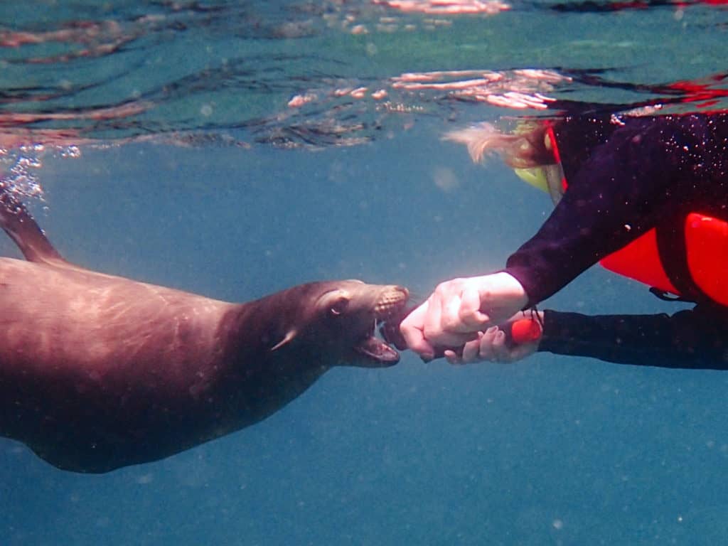 Experience the Wonder of Isla Espiritu Santo and Meet the Sea Lions of Isla  Islotes!