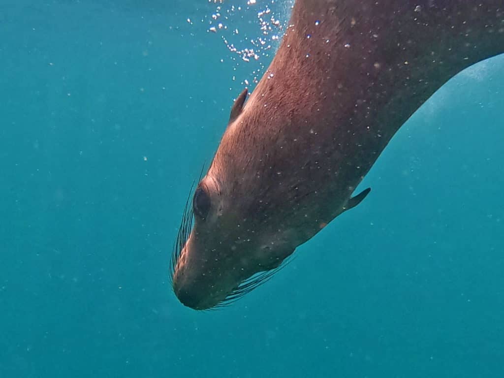 things to do in la paz mexico, things to do in la paz, baja, mexico, red travel mexico