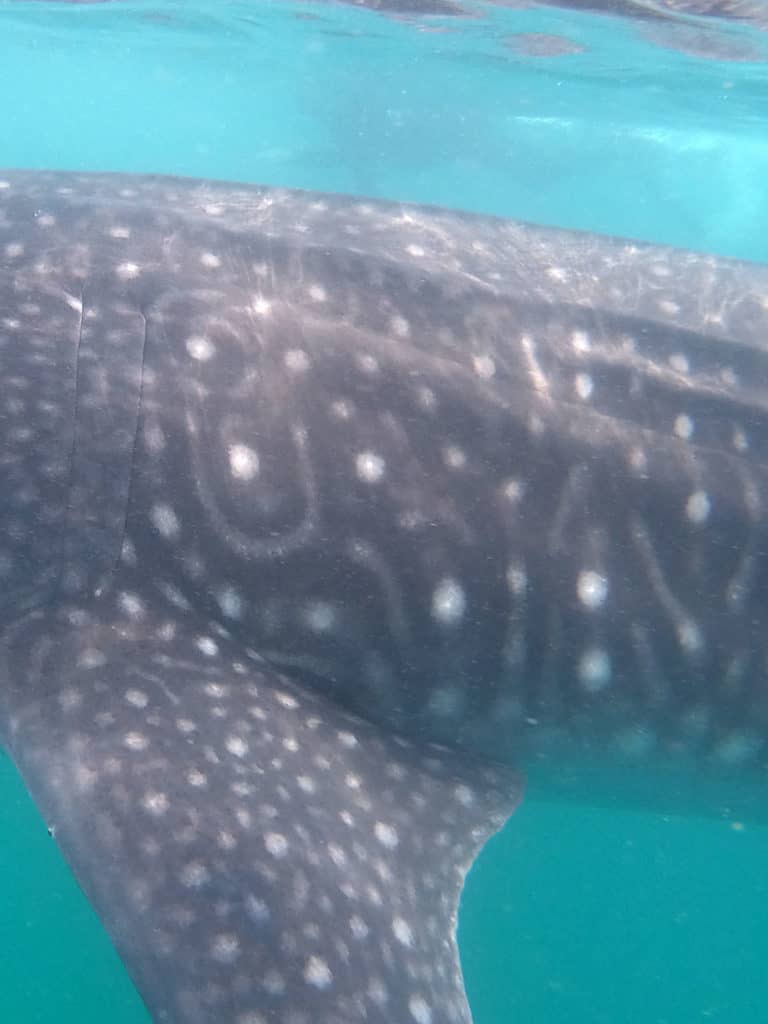 whale shark, wwim with whale sharks, snorrkeling with whale sharks