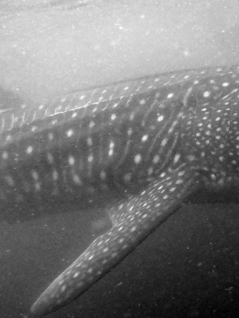 snorkel with whale sharks, swim with whale sharks, snorkel with whale sharks in la paz