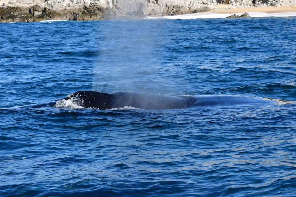 whale watching in cabo, humpback whales, whale watch cabo, ginormous humpback, cabo san lucas