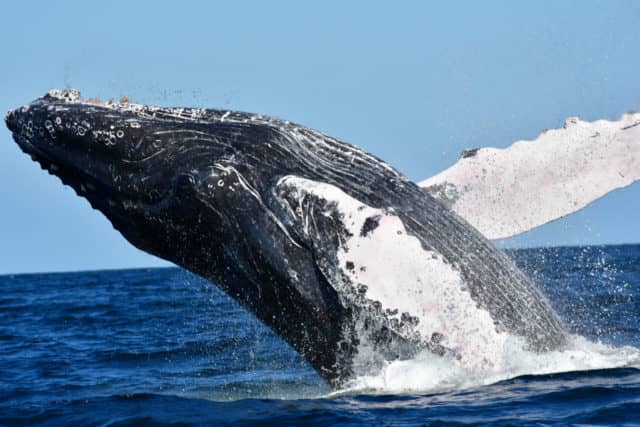 whale watching in cabo, humpback whales, whale watch cabo, ginormous humpback, cabo san lucas