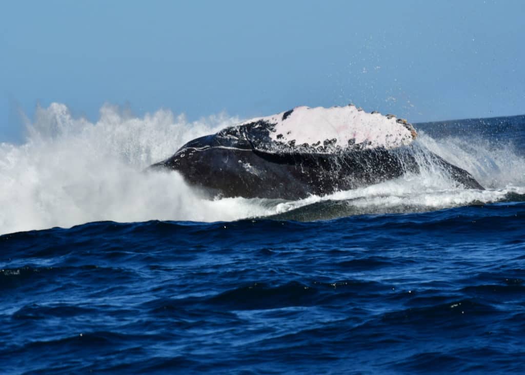 whale watching in cabo, humpback whales, whale watch cabo, ginormous humpback, cabo san lucas