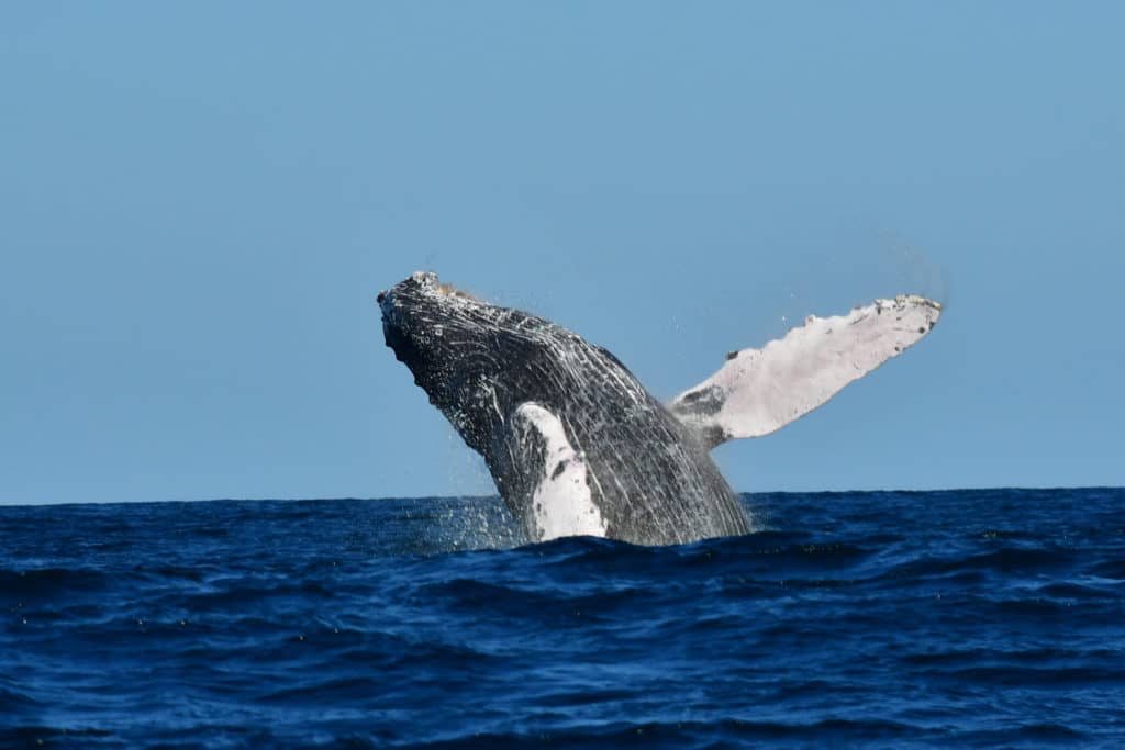 whale watching in cabo, humpback whales, whale watch cabo, ginormous humpback, cabo san lucas