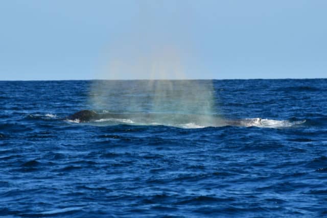 whale watching in cabo, humpback whales, whale watch cabo, ginormous humpback, cabo san lucas