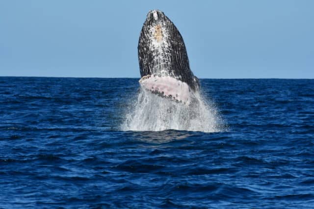 whale watching in cabo, humpback whales, whale watch cabo, ginormous humpback, cabo san lucas
