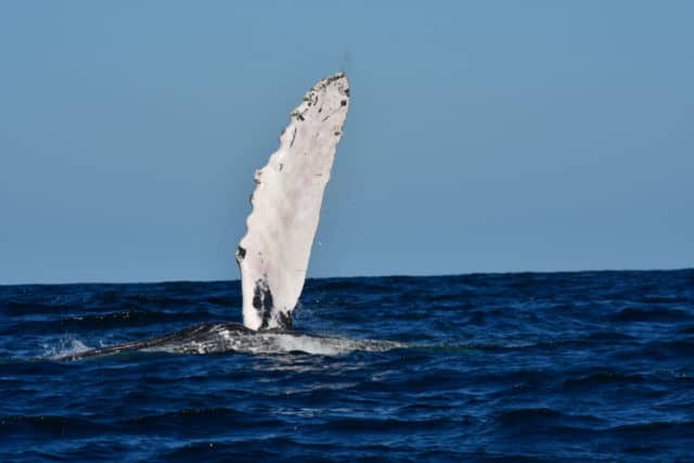 whale watching in cabo, humpback whales, whale watch cabo, ginormous humpback, cabo san lucas