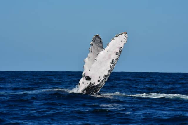 whale watching in cabo, humpback whales, whale watch cabo, ginormous humpback, cabo san lucas
