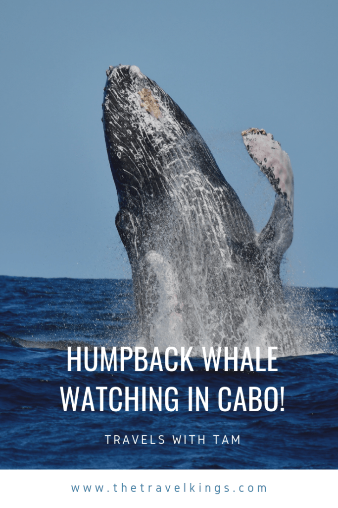 anything as incredible as ginormous humpback whale watching in