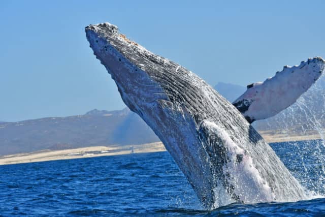 whale watching in cabo, humpback whales, whale watch cabo, ginormous humpback, cabo san lucas