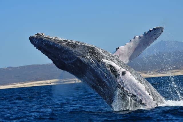 whale watching in cabo, humpback whales, whale watch cabo, ginormous humpback, cabo san lucas