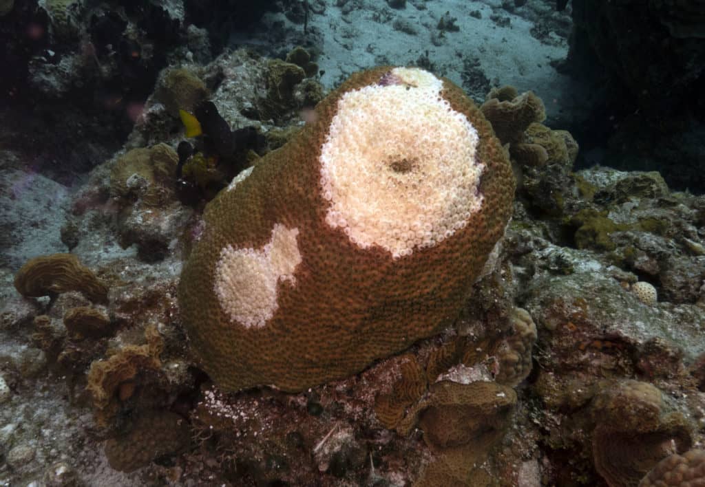 coral reefs, ocean, biodegradable sunscreen, reef safe sunscreen brands, biodegradable sunscreen brands
