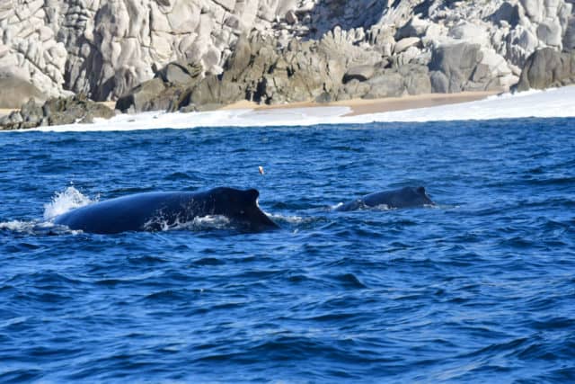 whale watching in cabo, humpback whales, whale watch cabo, ginormous humpback, cabo san lucas