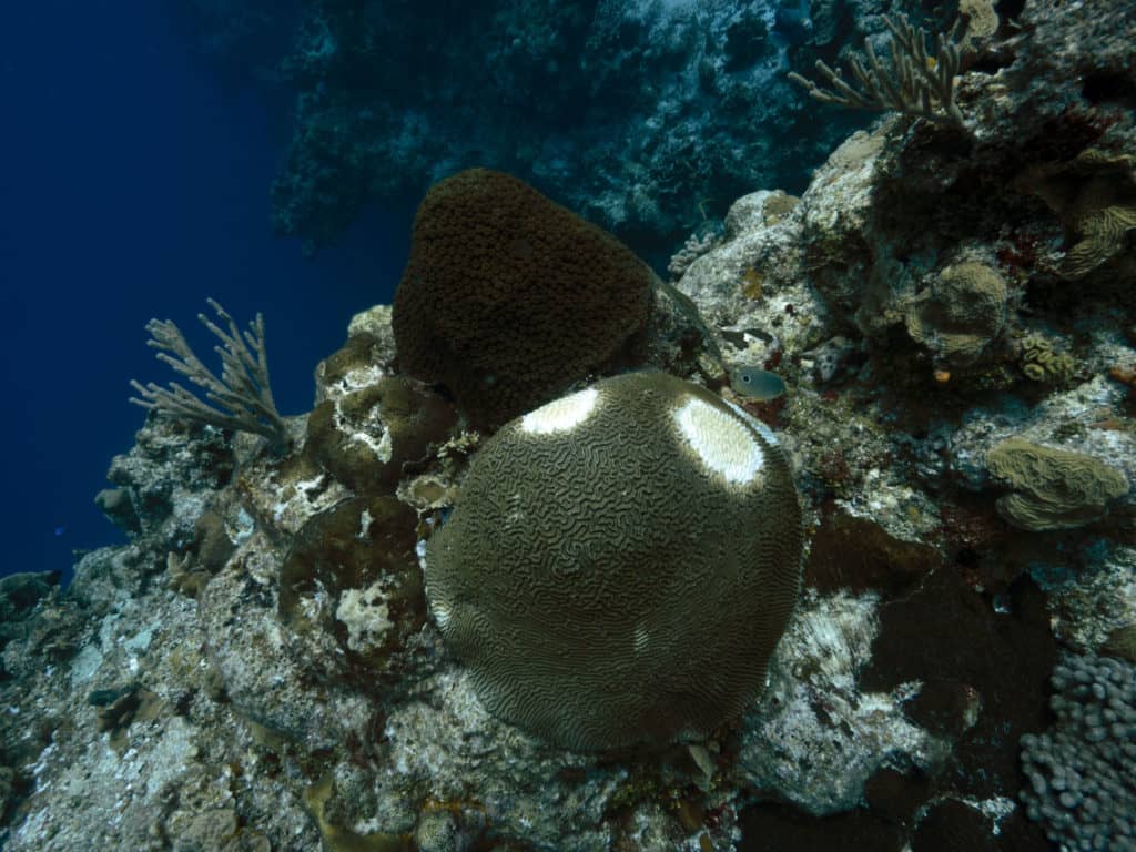 coral reefs, ocean, biodegradable sunscreen, reef safe sunscreen brands, biodegradable sunscreen brands