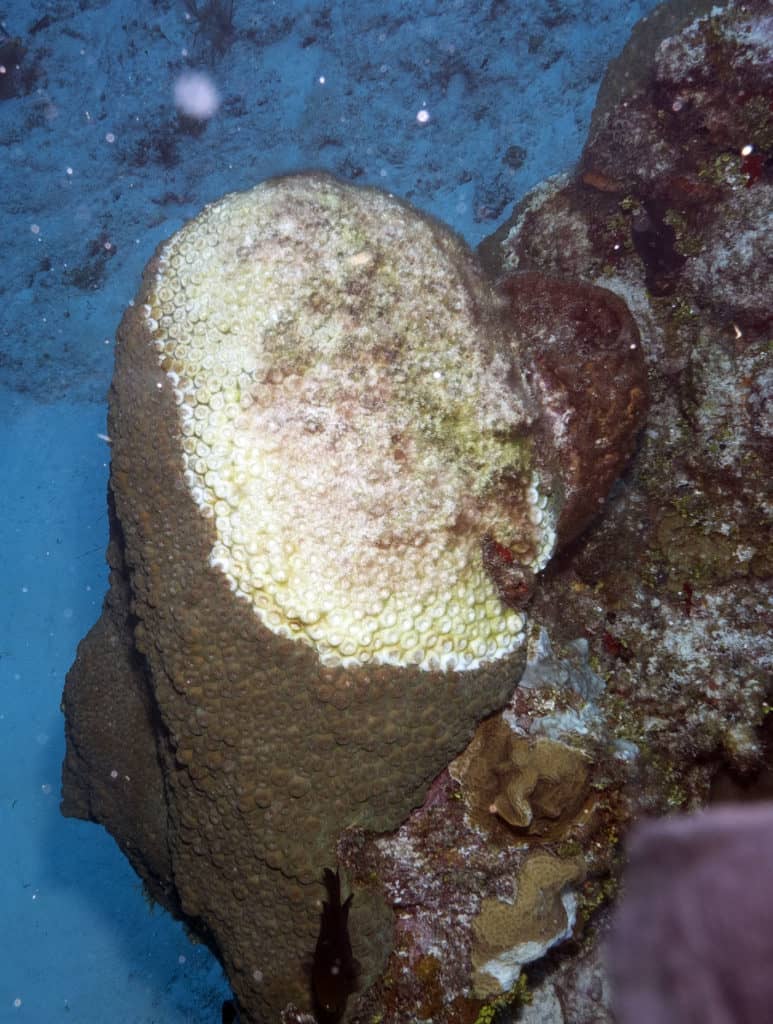coral reefs, ocean, biodegradable sunscreen, reef safe sunscreen brands, biodegradable sunscreen brands