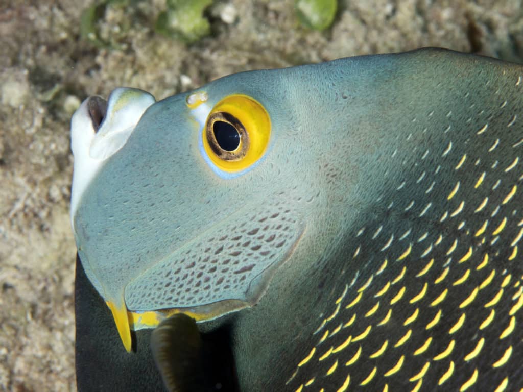 fish faces, tropical reef fish, photos and fun facts, save our oceans, reef fish
