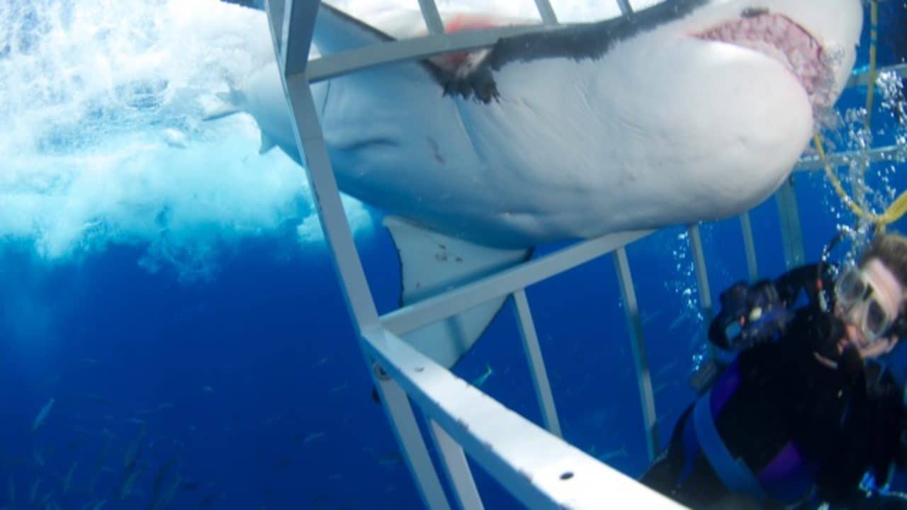 I Had a Close Encounter While Great White Shark Diving in Guadalupe