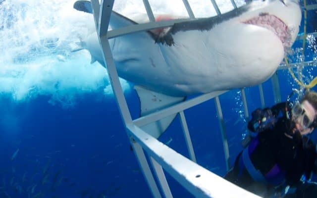 Great White Shark diving, great white shark, great white