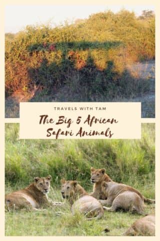 african safari animals