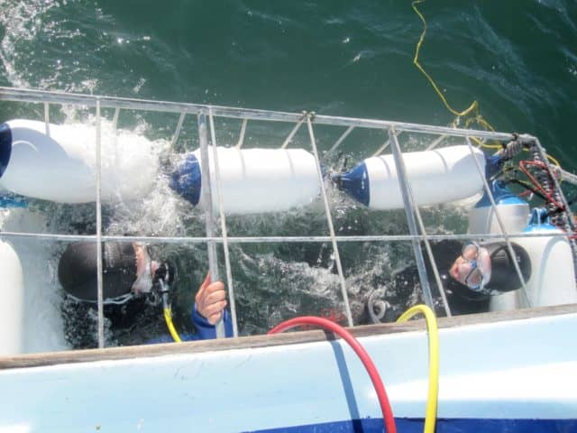 great white shark diving, great white shark, diving