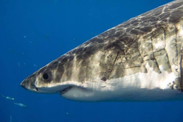 Great White Shark diving in Guadalupe, Great White Shark Diving, great white shark, great white,
