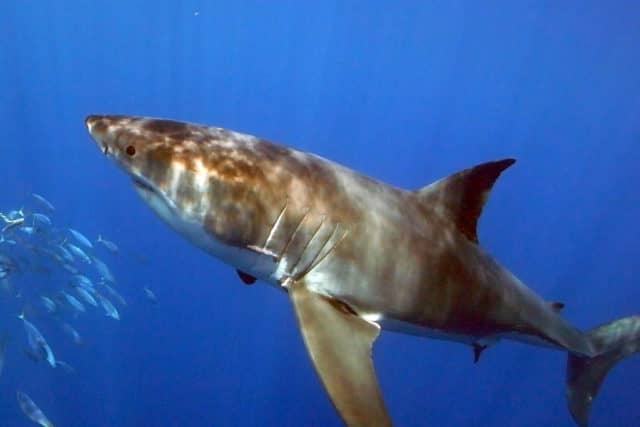 Great White Shark diving in Guadalupe, Great White Shark Diving, great white shark, great white,