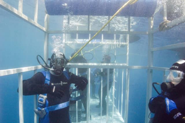 Great White Shark diving in Guadalupe, Great White Shark Diving, great white shark, great white,