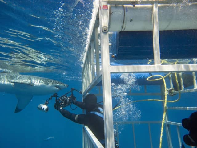 Great White Shark diving in Guadalupe, Great White Shark Diving, great white shark, great white,
