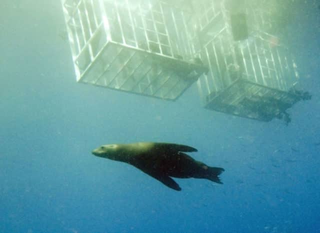 Great White Shark diving in Guadalupe, Great White Shark Diving, great white shark, great white,
